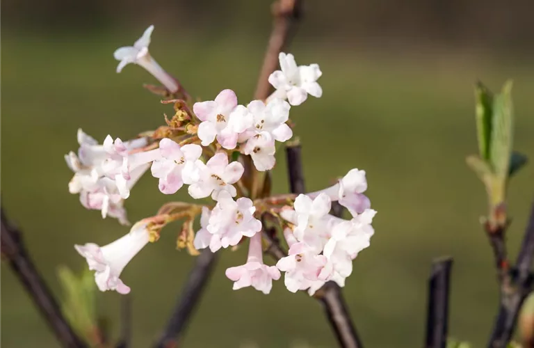 Viburnum bodnantense 'Charles Lamont'