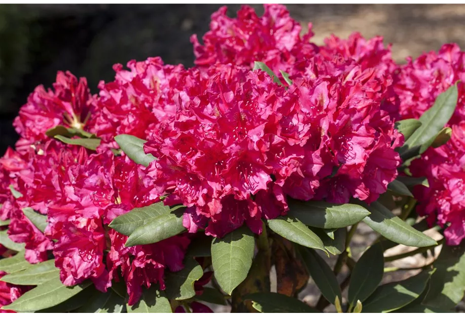 Rhododendron-Hybride 'Mrs.P.den Ouden'