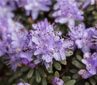 Rhododendron impeditum I