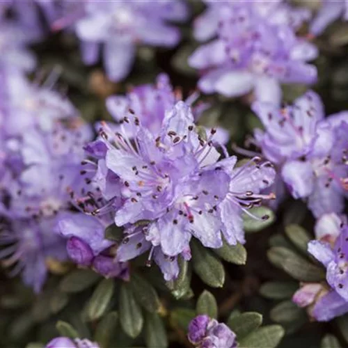 Rhododendron impeditum I