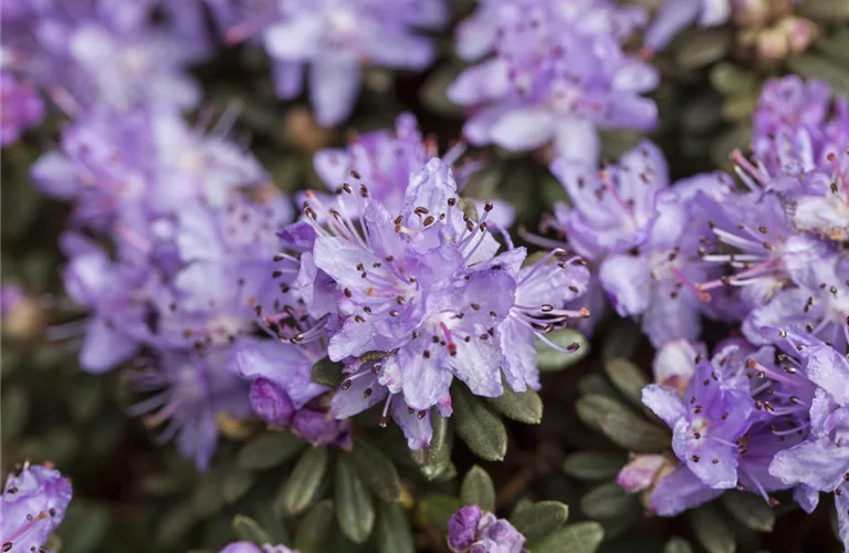 Rhododendron impeditum I