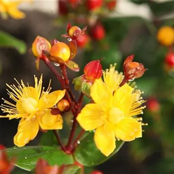 Johanniskraut - Einpflanzen im Garten