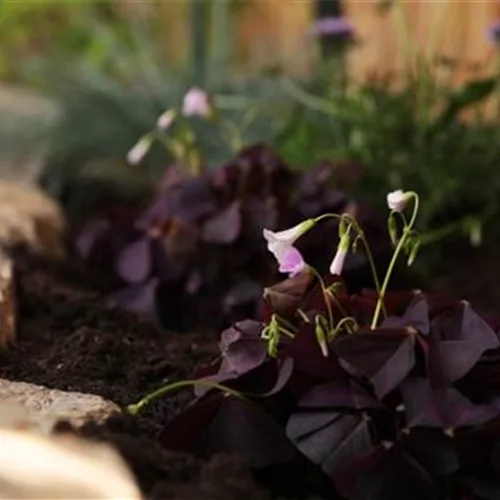 Glücksklee - Einpflanzen im Garten