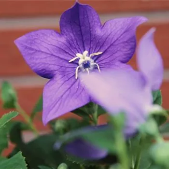 Ballonblume- Einpflanzen im Garten