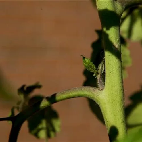 Wie machst du das? - Tomaten ausgeizen