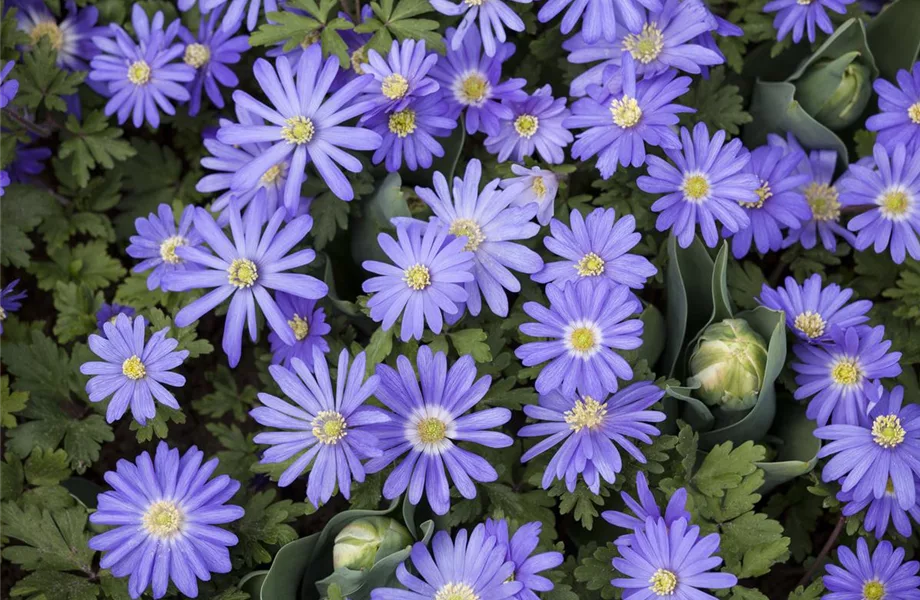 Ab in den Garten – Blumenzwiebeln im Frühjahr einpflanzen