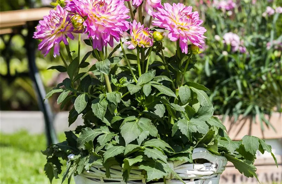 Ab in den Garten – Blumenzwiebeln im Frühjahr einpflanzen