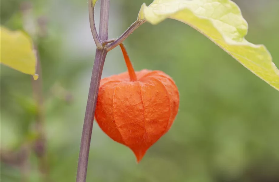 Schaurig schöne Tischgirlande aus Physalis