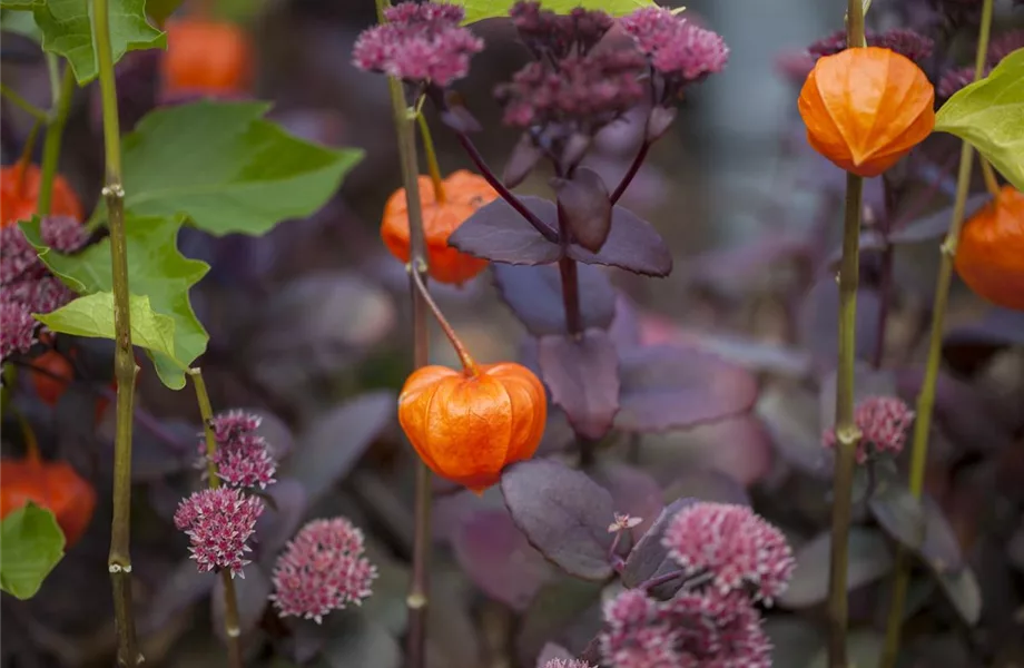 Der goldene Herbst wird bunt: die Top 8 der Herbstblumen