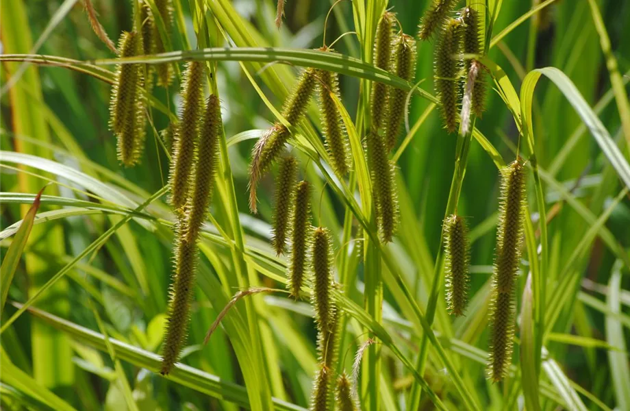 Carex – Weltenbummler und Anpassungskünstler