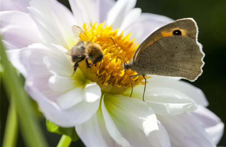 Ein Insektenhotel im Garten - Urlaub für Biene und Co.