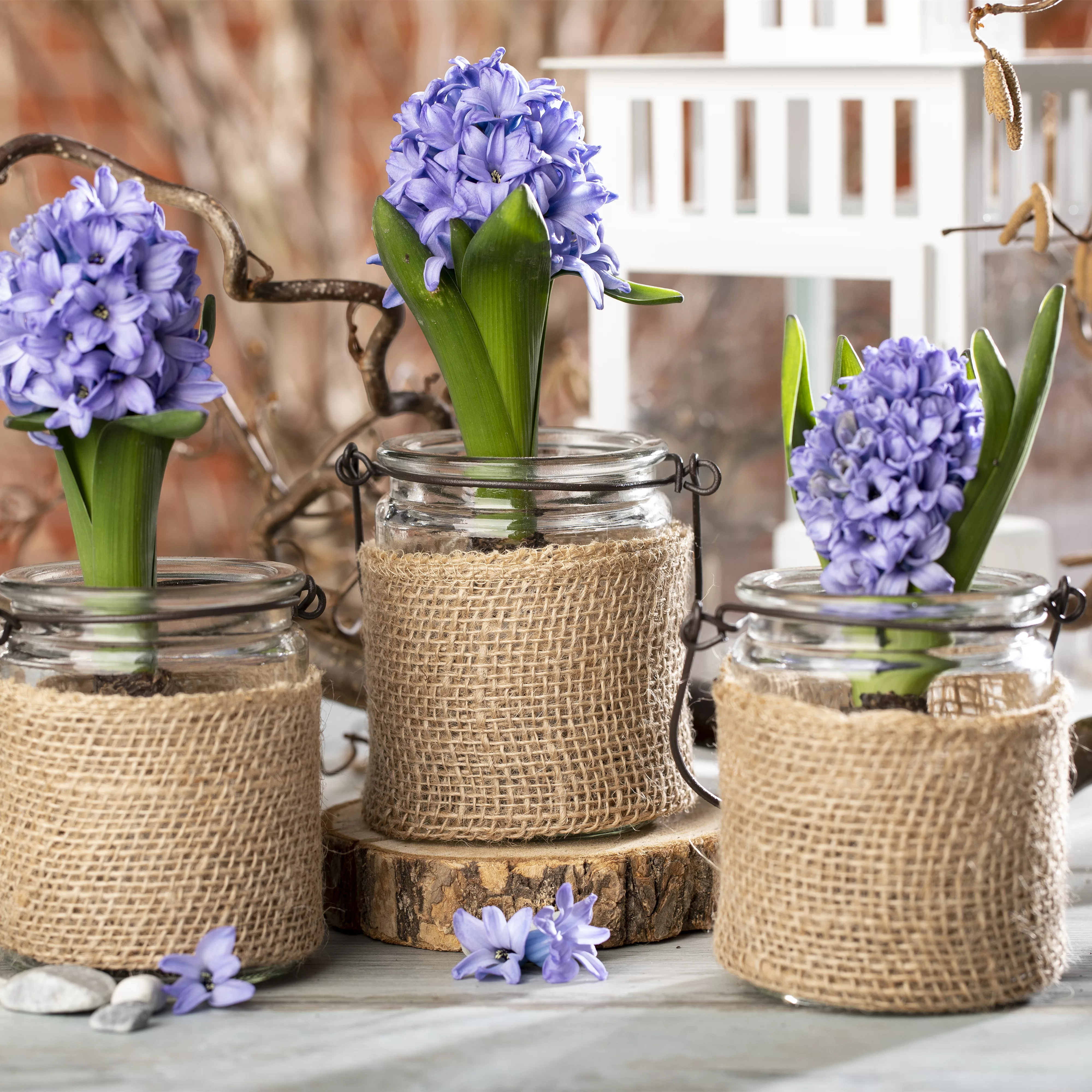 Blumenzwiebeln im Haus – Frühling im Wohnzimmer