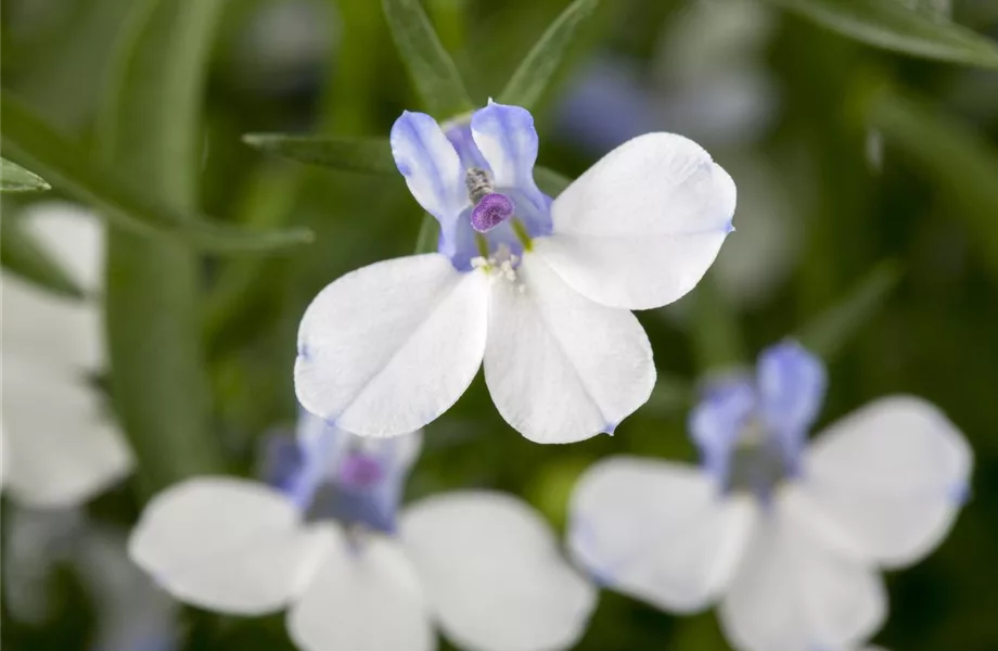 Männertreu – eine gefährliche Sommerliebe mit besonderen Blüten