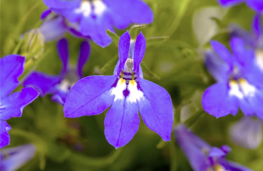 Männertreu – eine gefährliche Sommerliebe mit besonderen Blüten