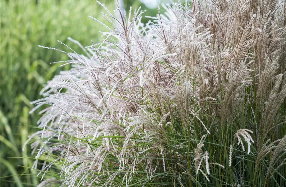 Ziergräser im Garten sind vielfältig einsetzbar 