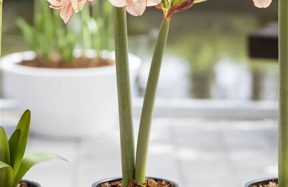 Blumenzwiebeln im Haus – Frühling im Wohnzimmer