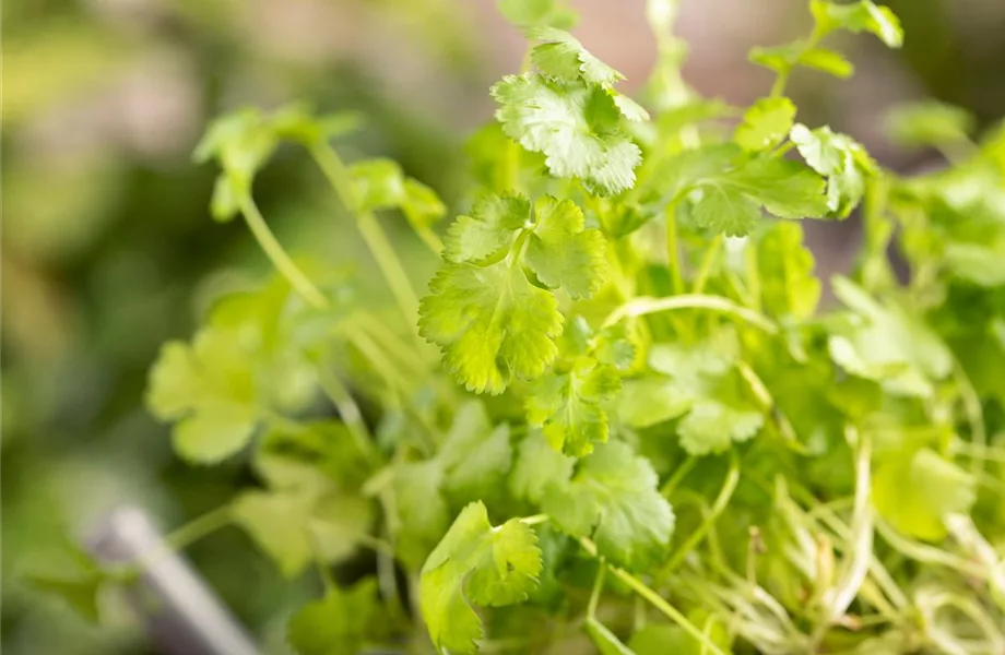 Mit frischen Kräutern in den Frühling starten