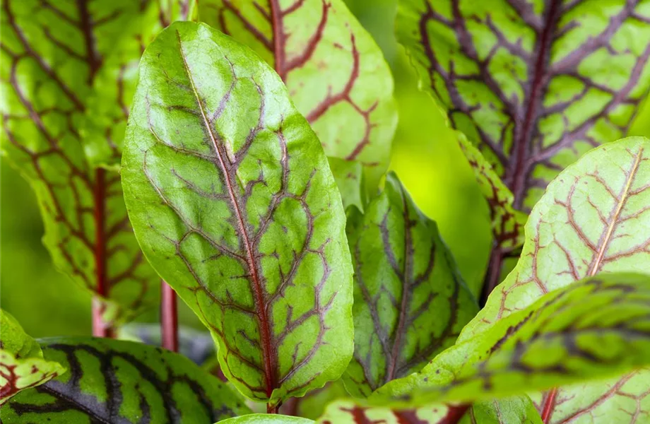 Mit frischen Kräutern in den Frühling starten