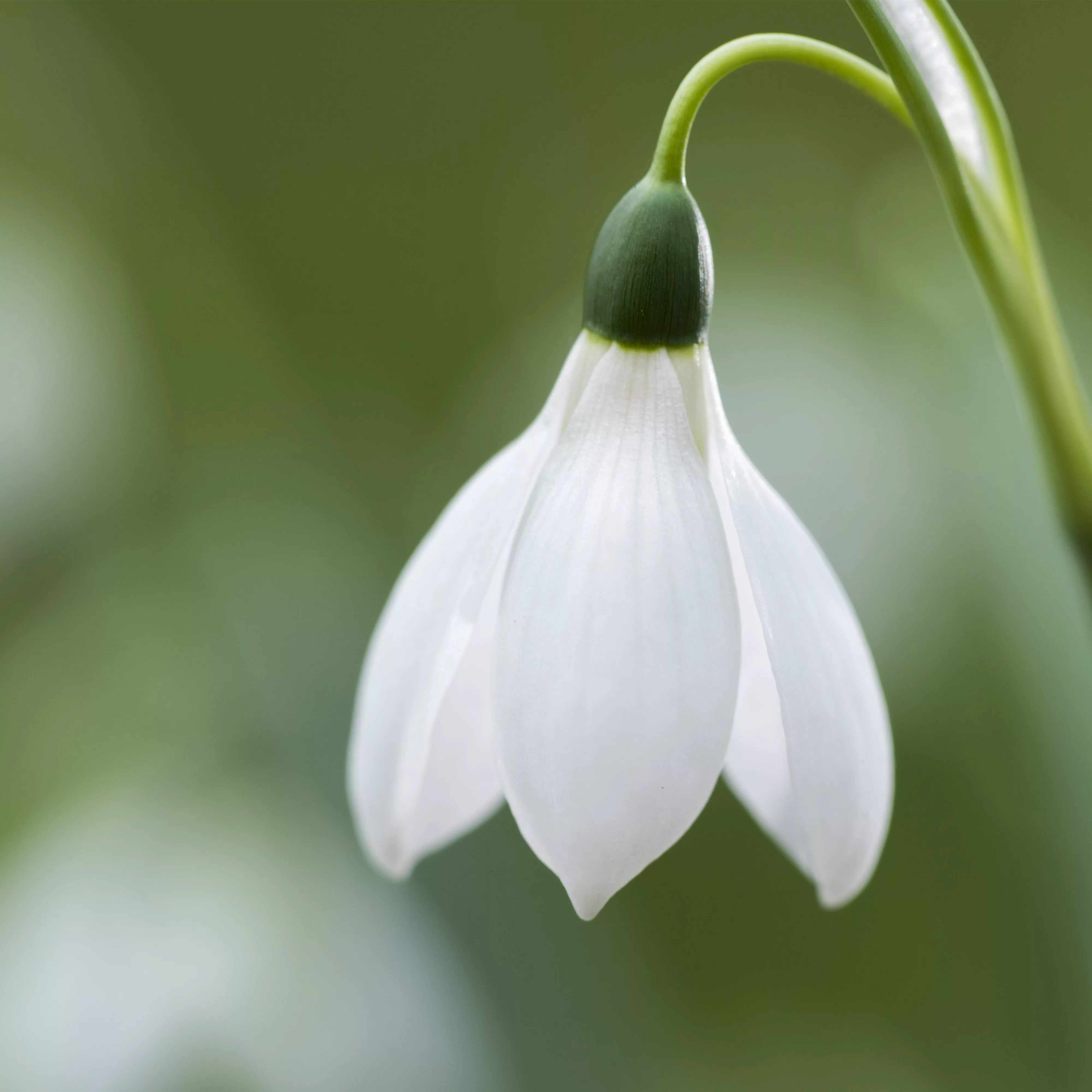 Schneeglöckchen pflanzen – Frühlingsboten im Garten