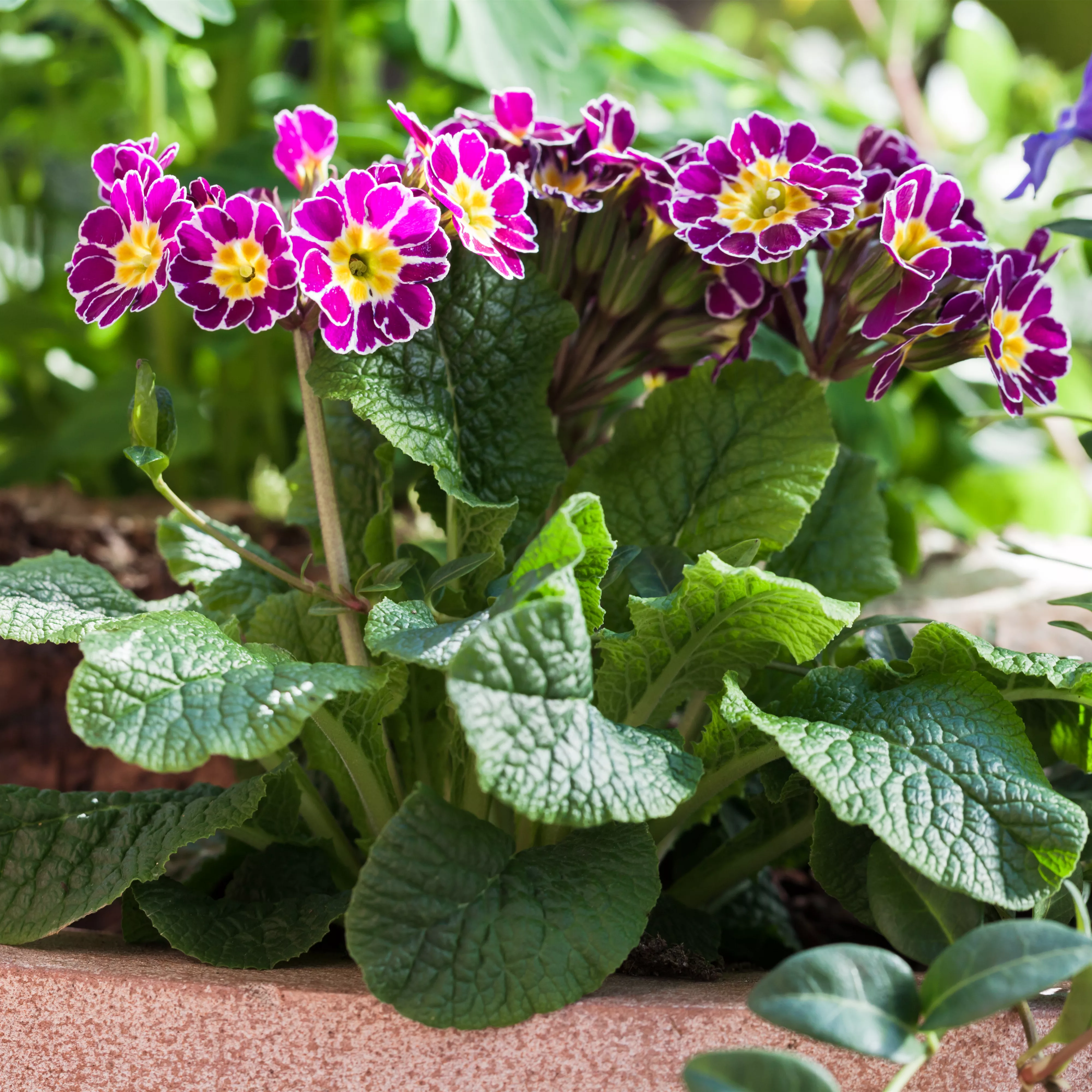 Tolle Frühblüher starten bunt ins Gartenjahr