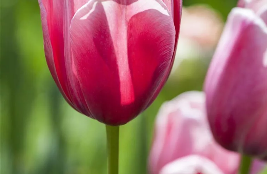 Tolle Frühblüher starten bunt ins Gartenjahr