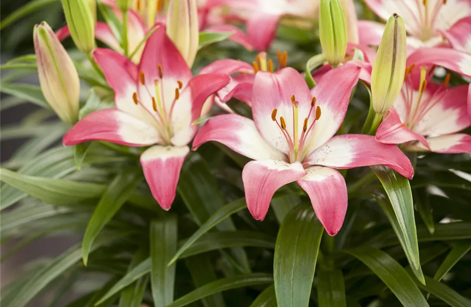 Zur richtigen Zeit am richtigen Ort - Lilien pflanzen