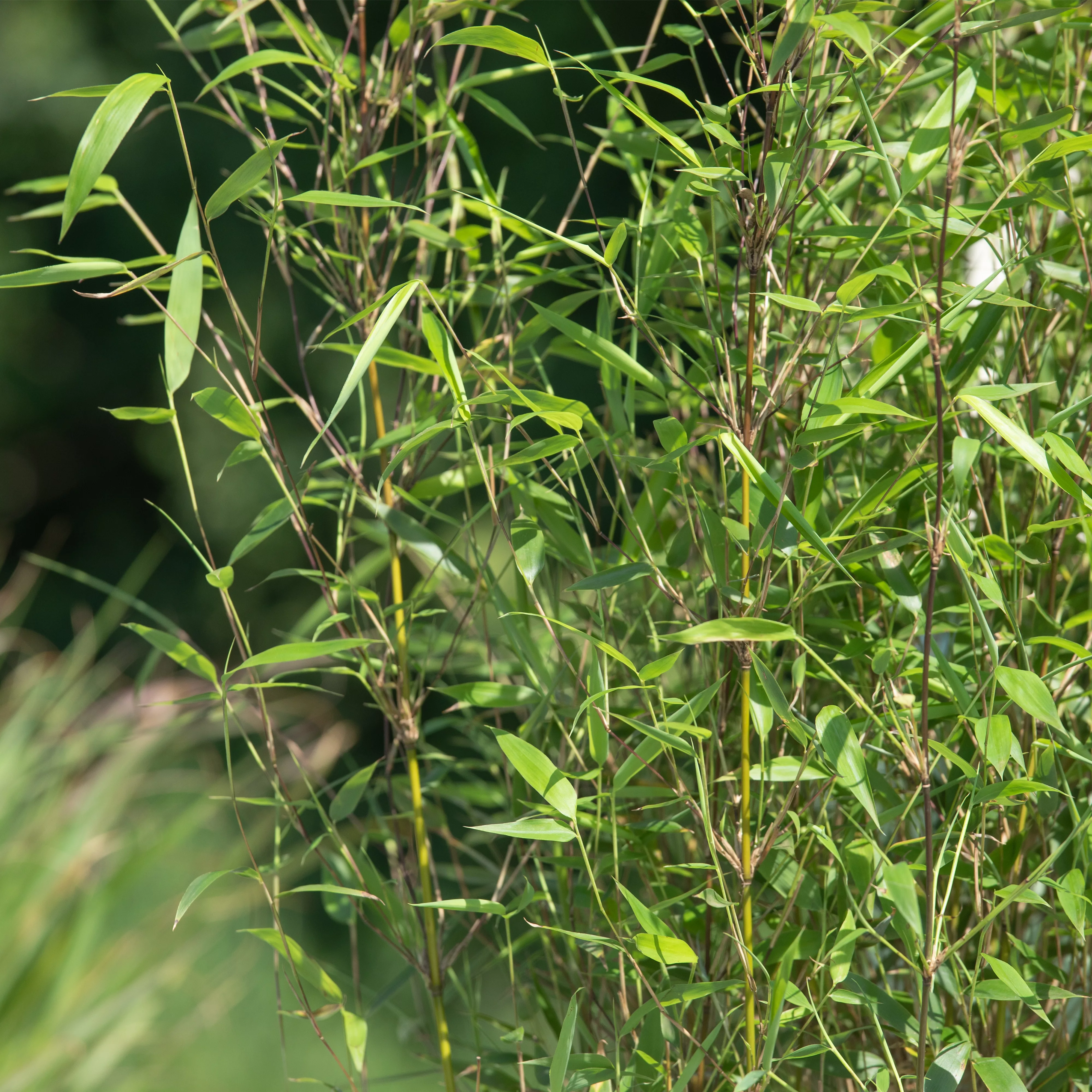 Bambus – das exotische Multitalent im Garten