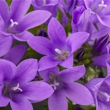 Die Glockenblume als perfekter Nachbar im Garten