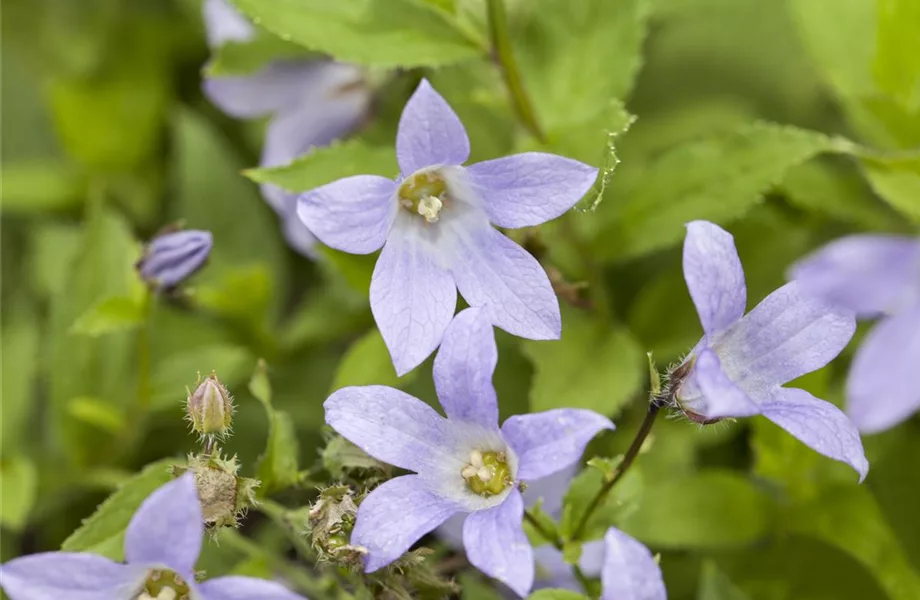 Die Glockenblume als perfekter Nachbar im Garten