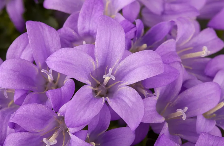 Die Glockenblume als perfekter Nachbar im Garten