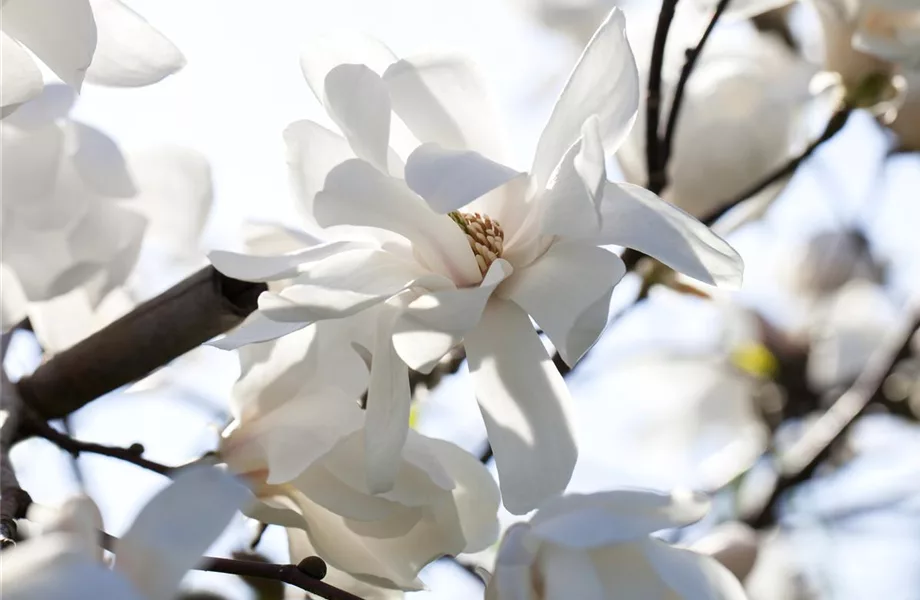 Die Magnolie – Blütenzauber im Frühling