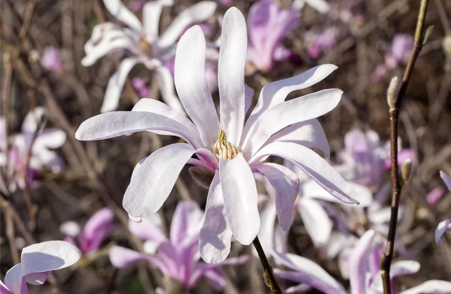 Die Magnolie – Blütenzauber im Frühling