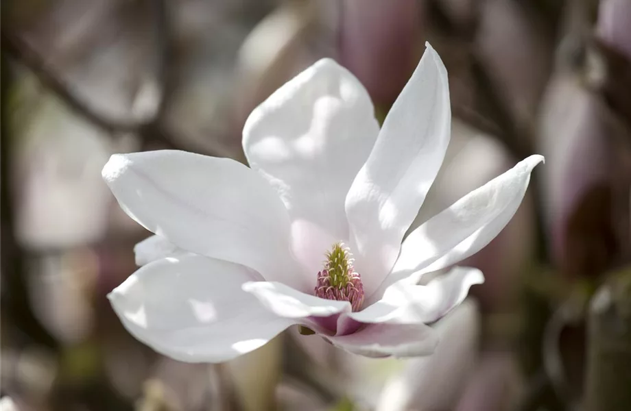 Die Magnolie – Blütenzauber im Frühling