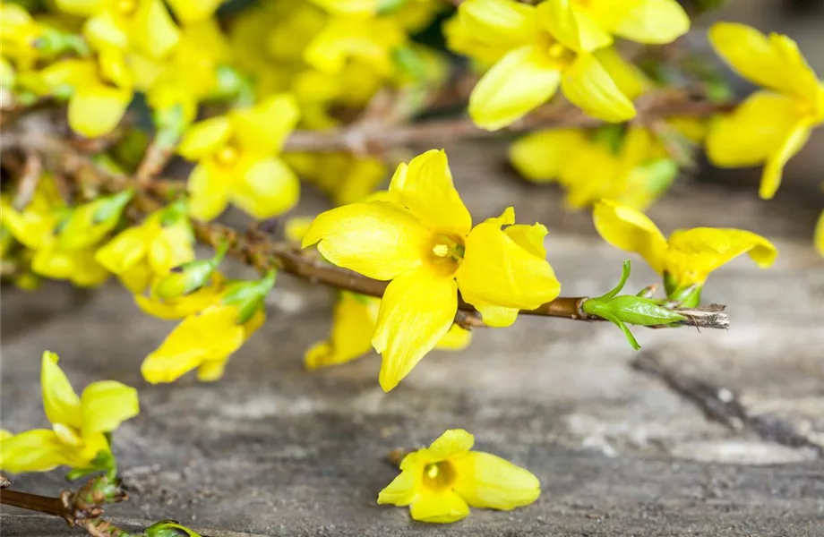 Forsythie – der goldene Frühlingsbote