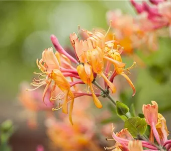 Lonicera heckrottii 'American Beauty'