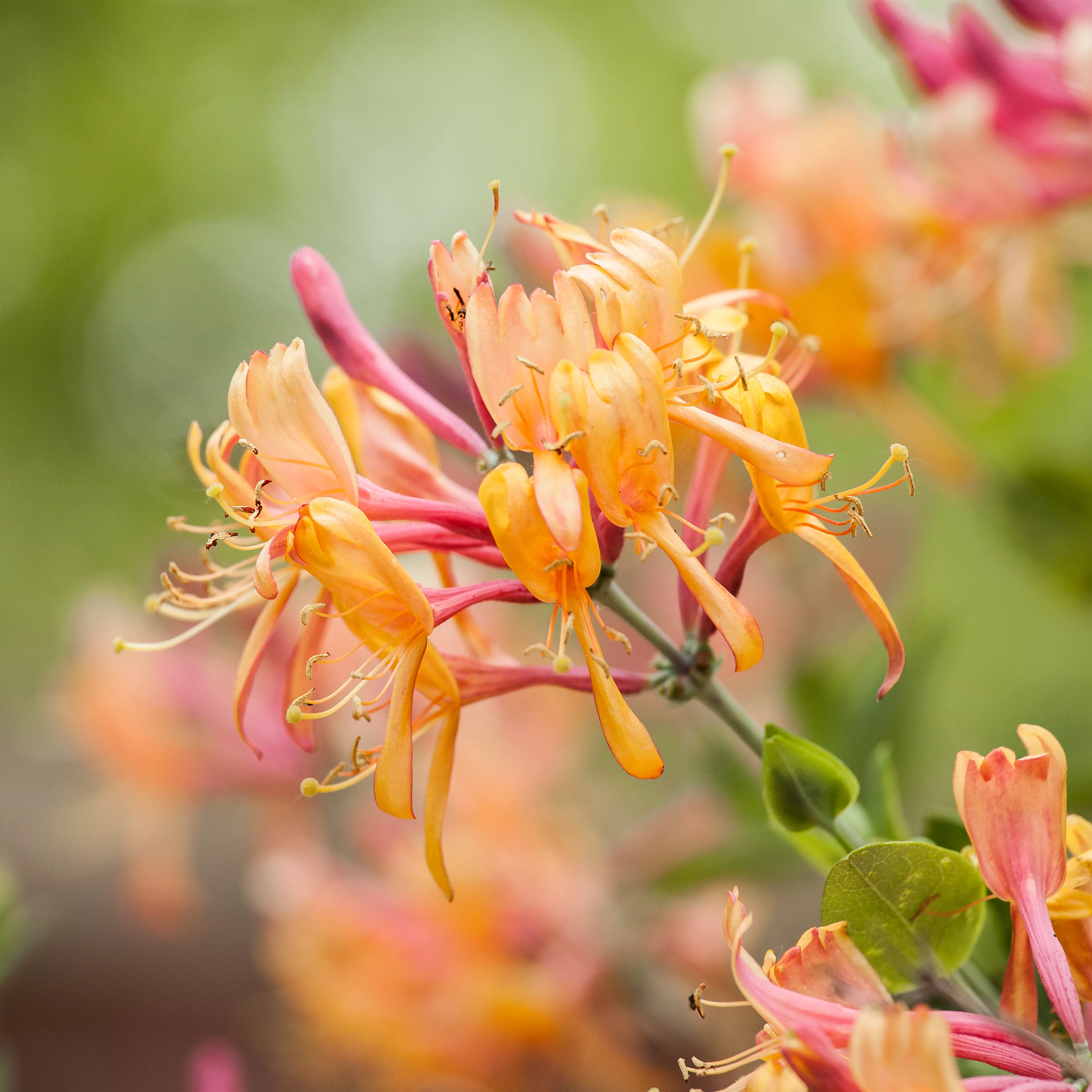 Lonicera heckrottii 'American Beauty'