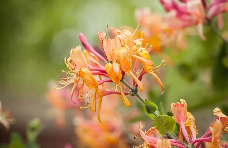 Lonicera heckrottii 'American Beauty'