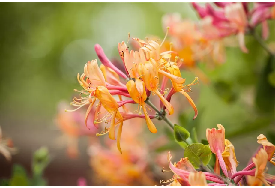 Geißschlinge 'American Beauty'