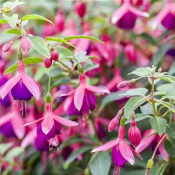 Fuchsien als Blickfang