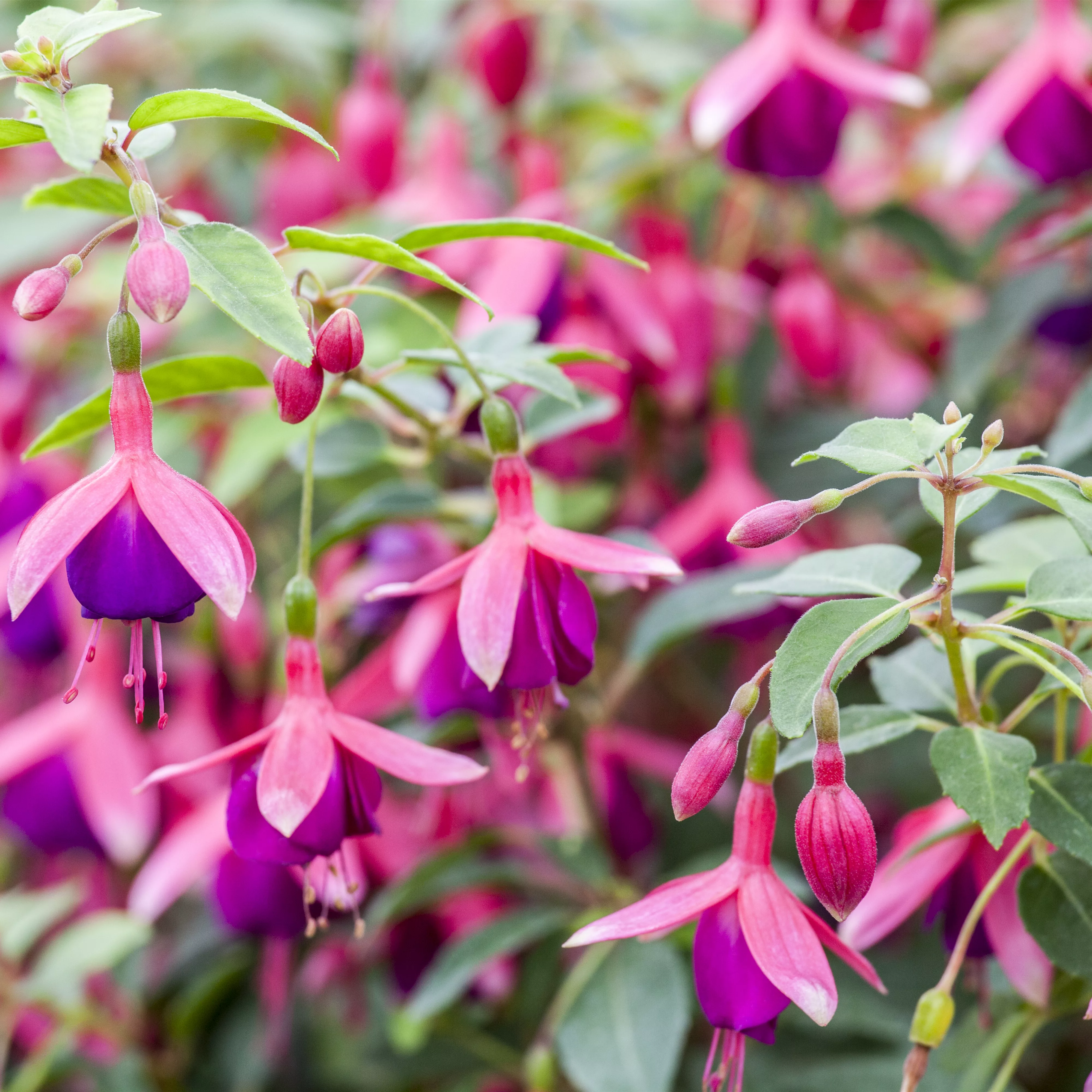 Fuchsien – exotische Schönheiten für Balkon und Garten