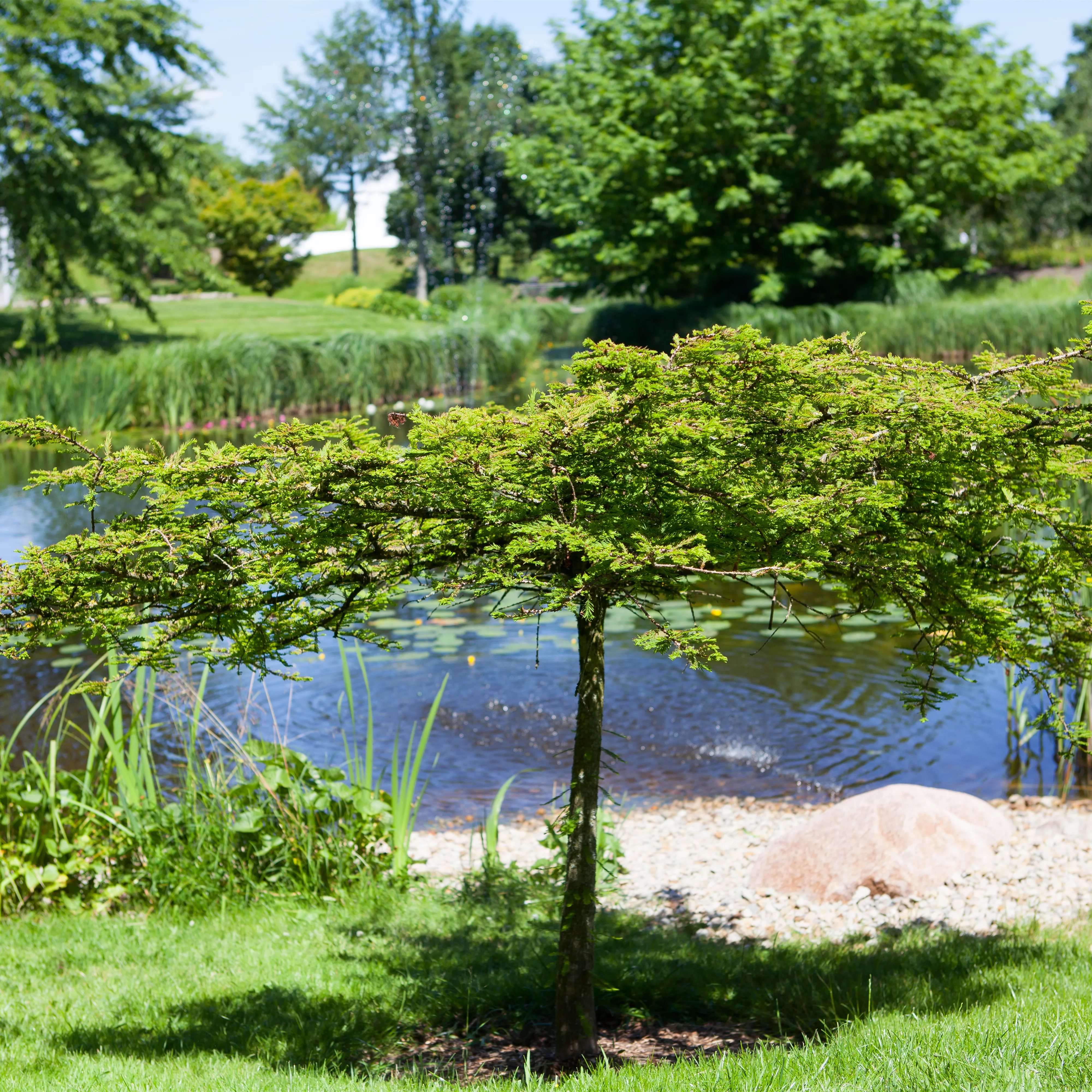 Gartenteich easy going - so klappt's