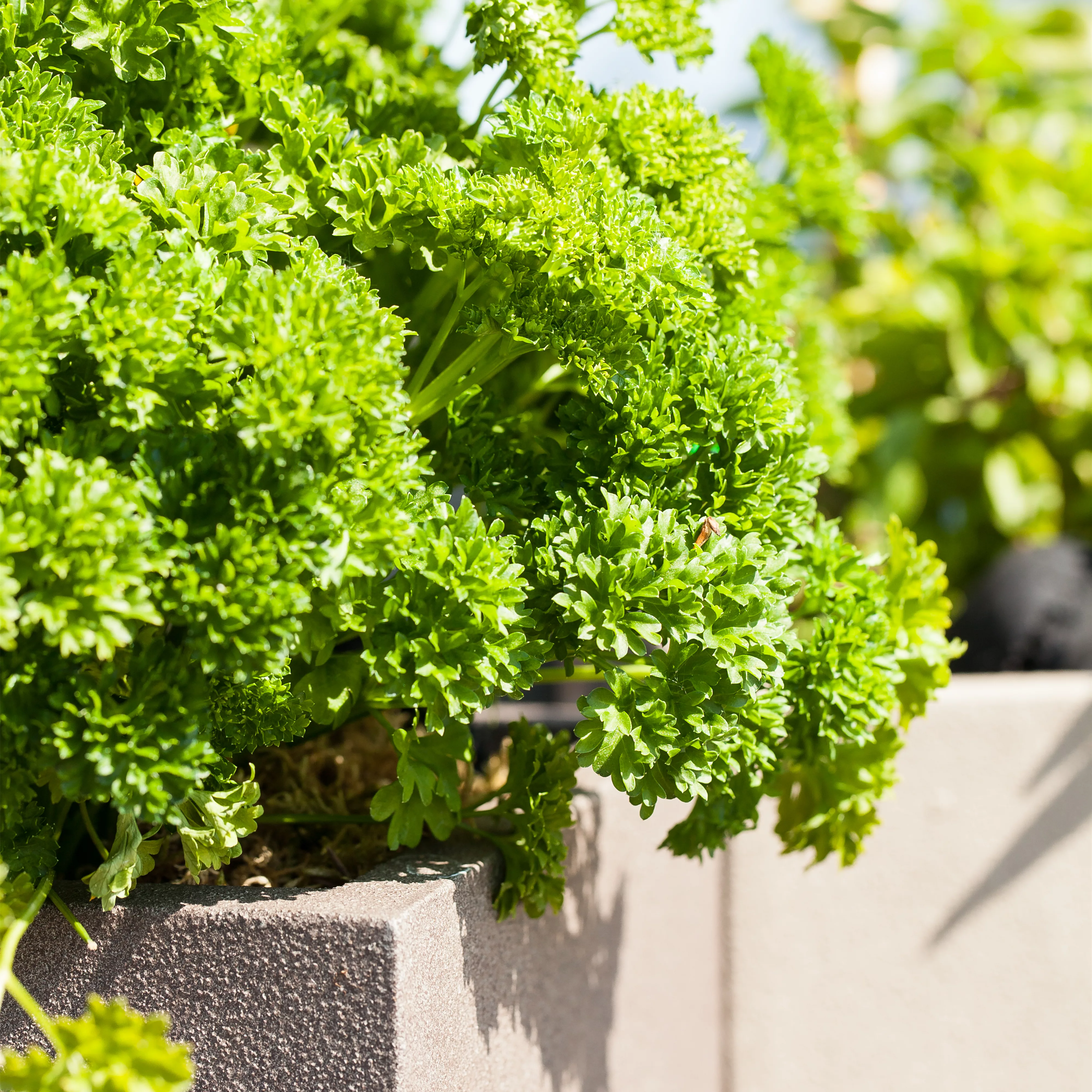 Kräuter im eigenen Garten: Anlegen des Kräutergartens