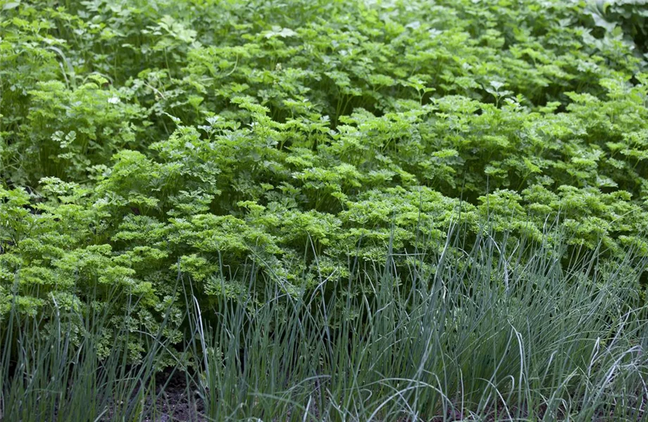 Kräuter im eigenen Garten: Anlegen des Kräutergartens