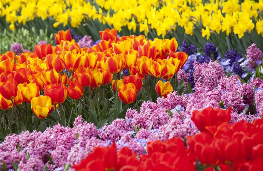 Vergessene Blumenzwiebeln im Frühjahr setzen