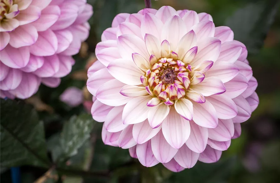 Bunter Frühling mit Blumenzwiebel und Co. – eine Übersicht