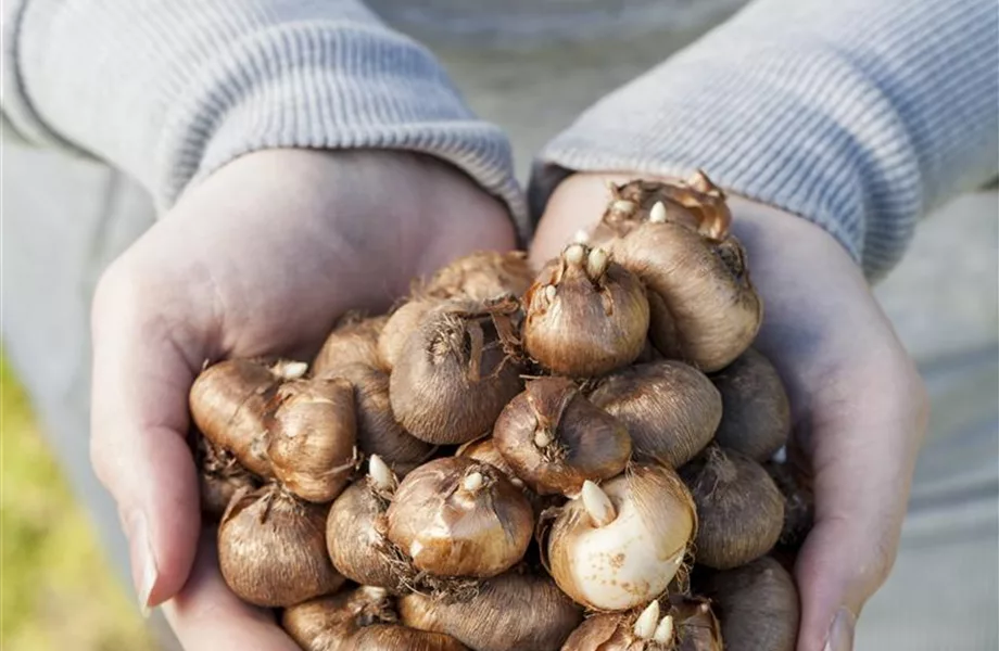 Vergessene Blumenzwiebeln im Frühjahr setzen