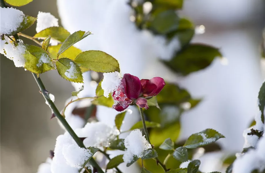 Rosenpflege – pflanzen, schneiden, düngen