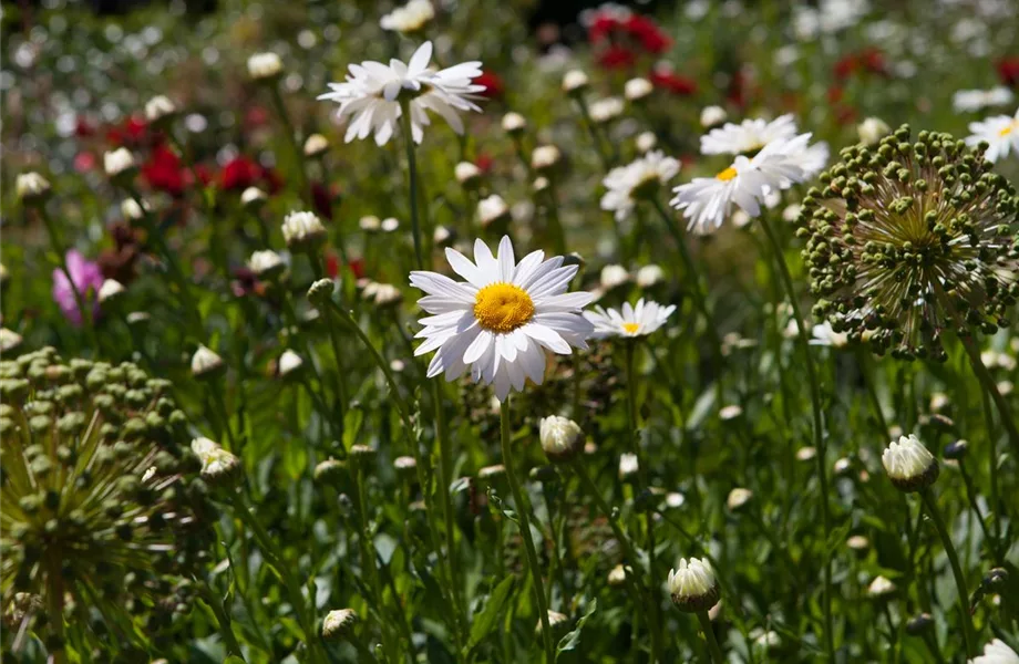 Pflegeleichter Garten: Wohlfühloase trotz wenig Zeit