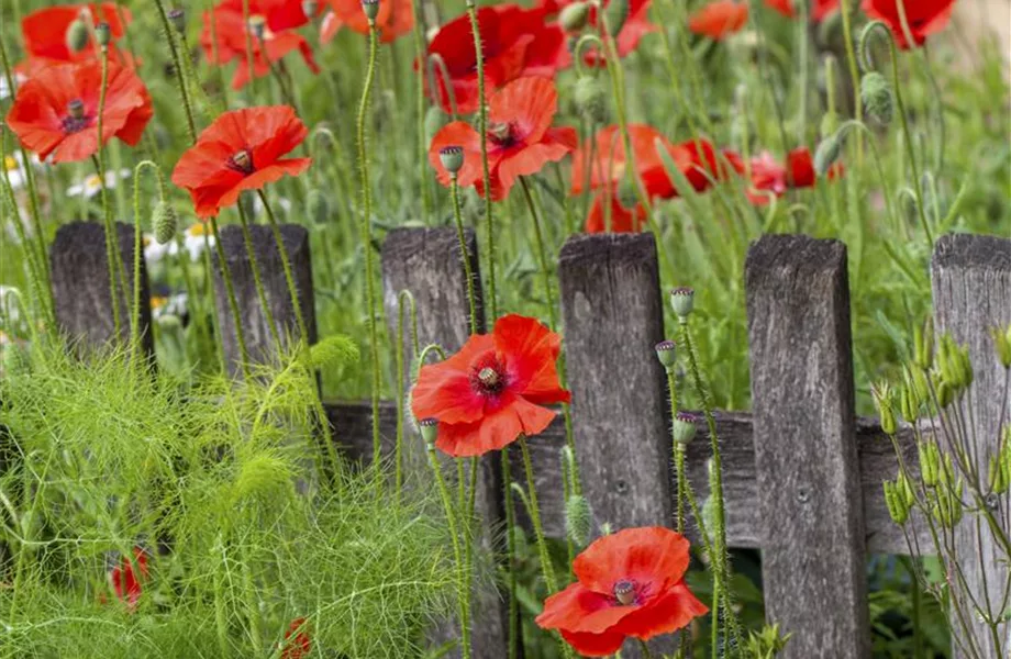 Farbe bekennen macht im Garten richtig Spaß!