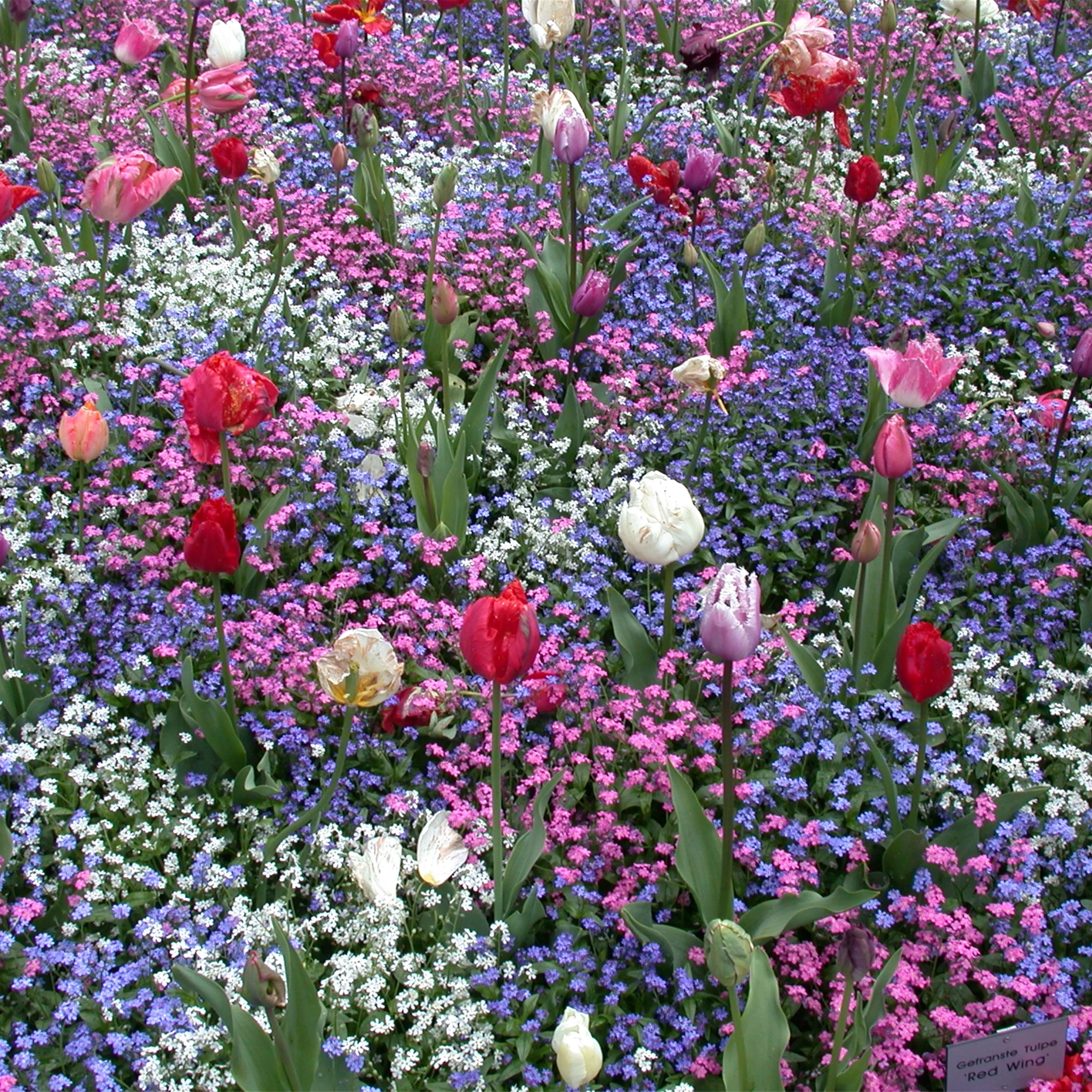 Die Frühblüher – Stars und Sternchen im Frühling